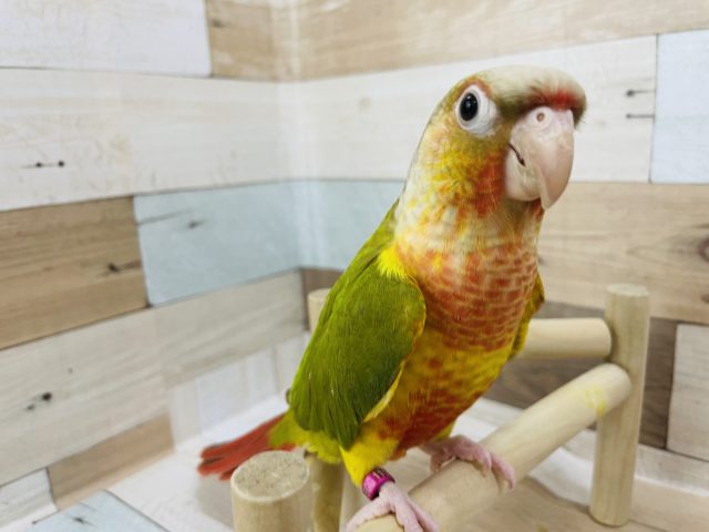 ホオミドリウロコインコ