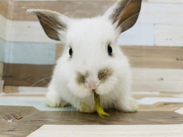 ロップイヤーラビット