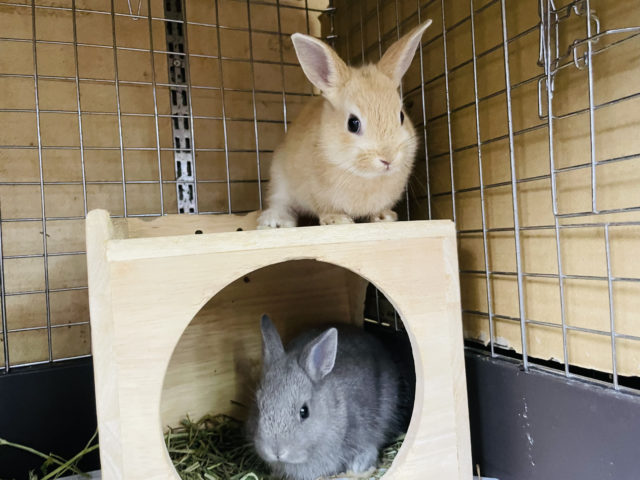 ネザーランドドワーフ