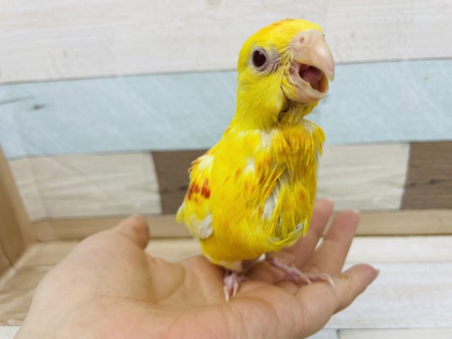 ビセイインコ（美声インコ）