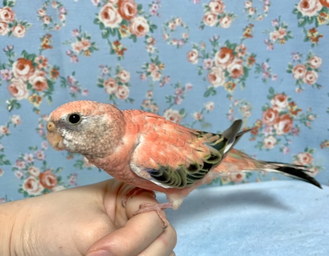 アキクサインコ（秋草インコ）