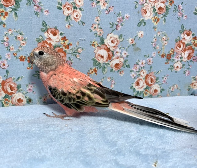 アキクサインコ（秋草インコ）