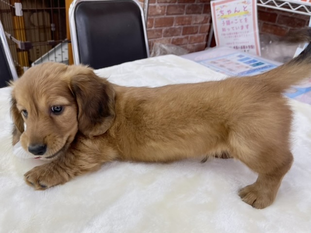 ミニチュアダックス