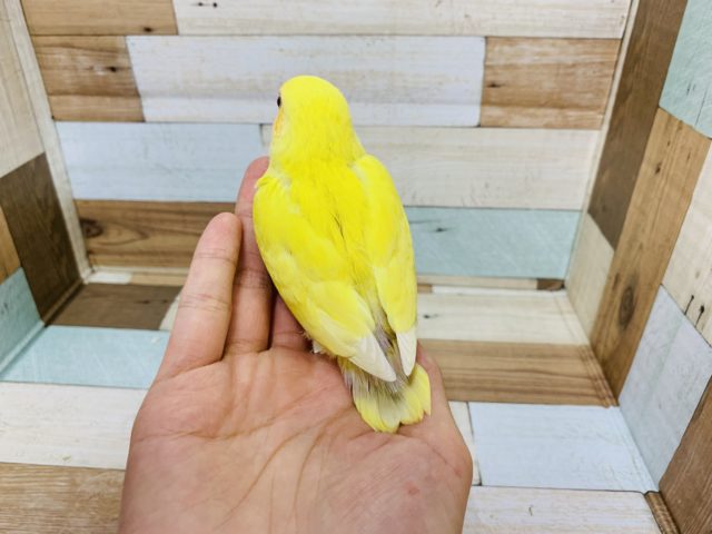 コザクラインコ（小桜インコ）