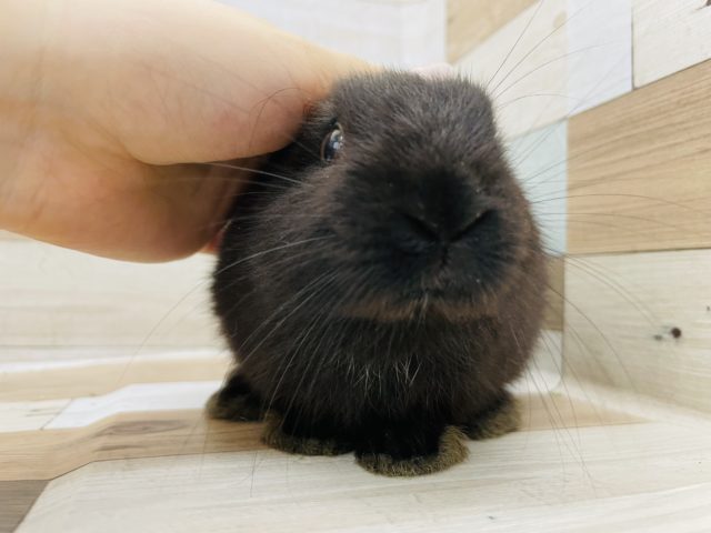 ネザーランドドワーフ