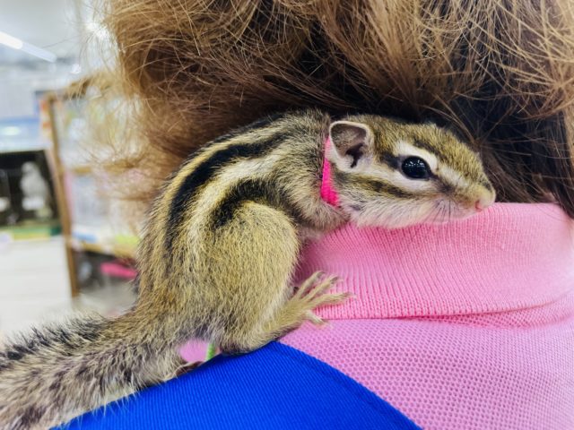 シマリス（ノーマル）