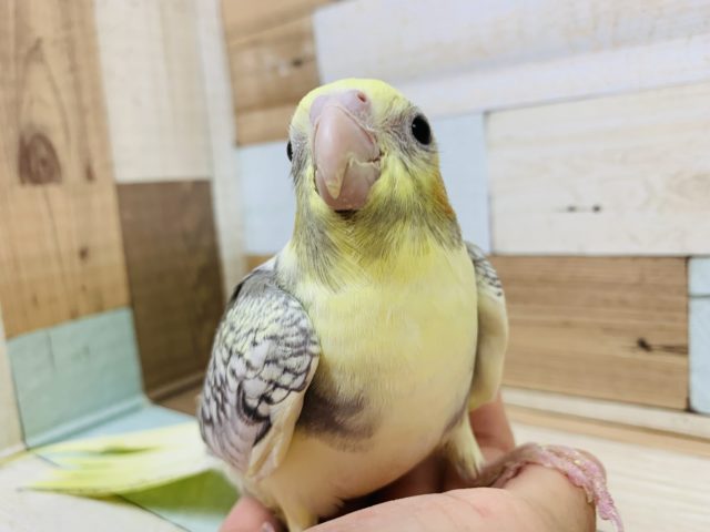 オカメインコ