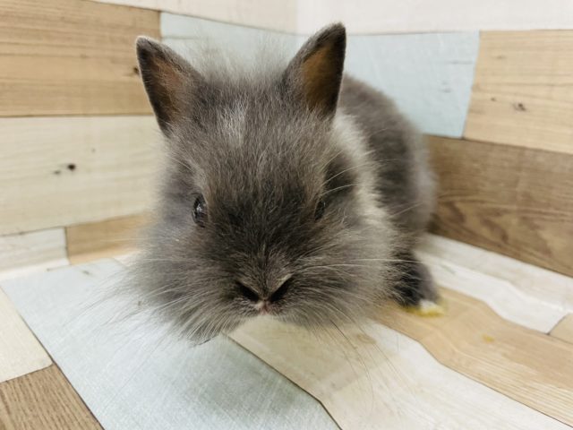 ライオンラビット