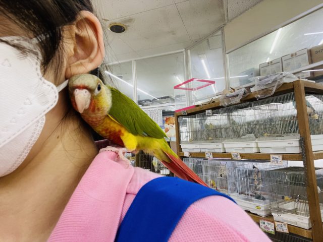 ホオミドリウロコインコ