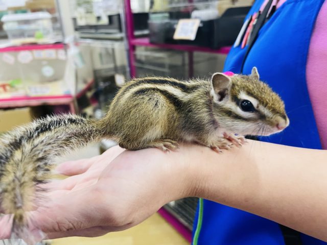 シマリス（ノーマル）