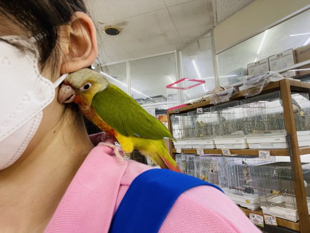 ホオミドリウロコインコ