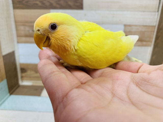 コザクラインコ（小桜インコ）