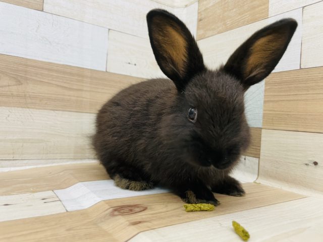 ネザーランドドワーフ