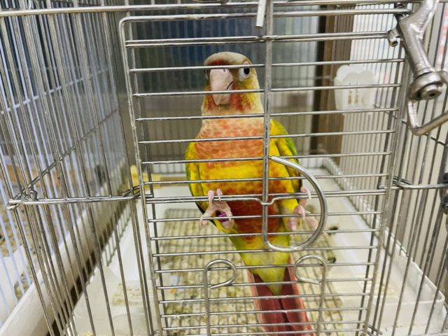 ホオミドリウロコインコ