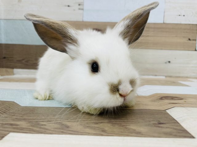 ロップイヤーラビット