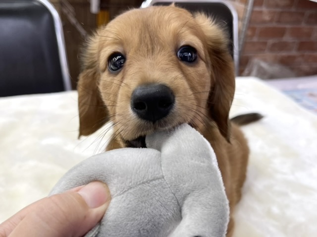 ミニチュアダックス