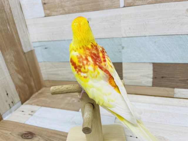 ビセイインコ（美声インコ）