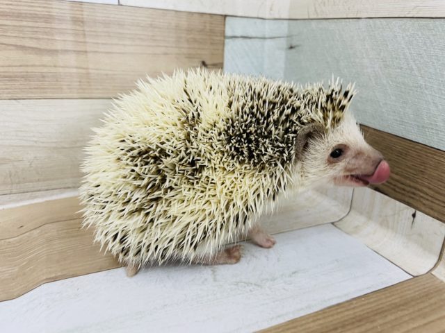 ハリネズミ（ヨツユビハリネズミ）