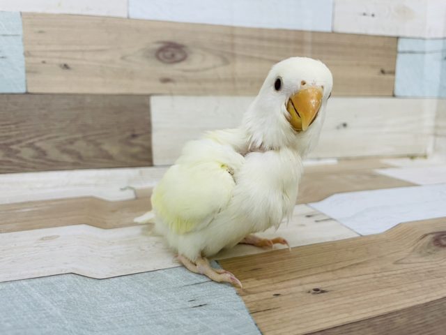 コザクラインコ（小桜インコ）