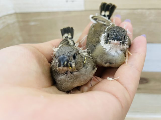 錦花鳥（キンカチョウ）