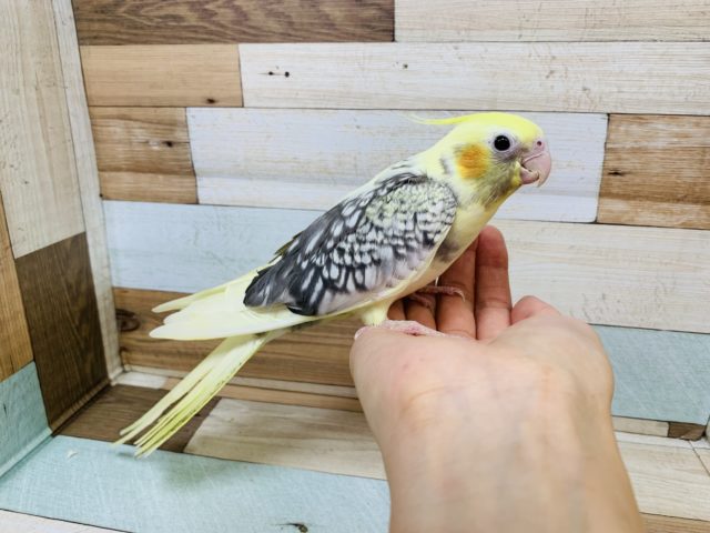 オカメインコ