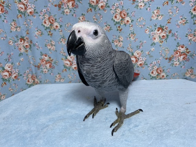 💙ヨウム 男の子💙 7月25日 ヨウム