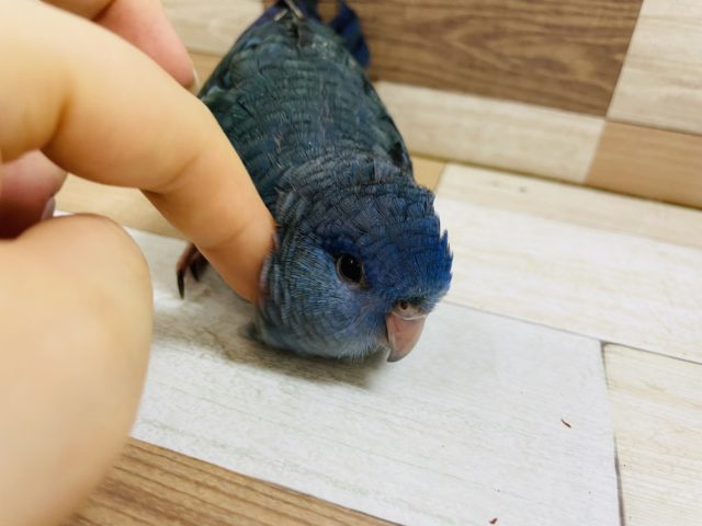 サザナミインコ