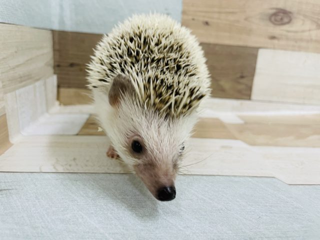 ハリネズミ（ヨツユビハリネズミ）