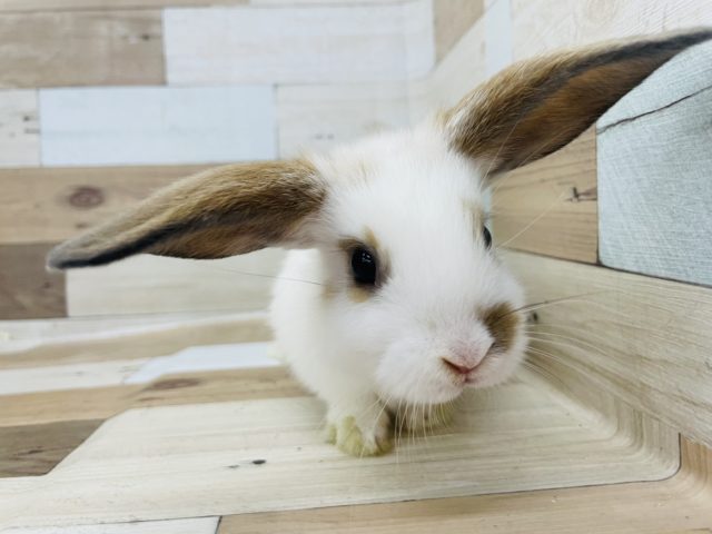 ロップイヤーラビット