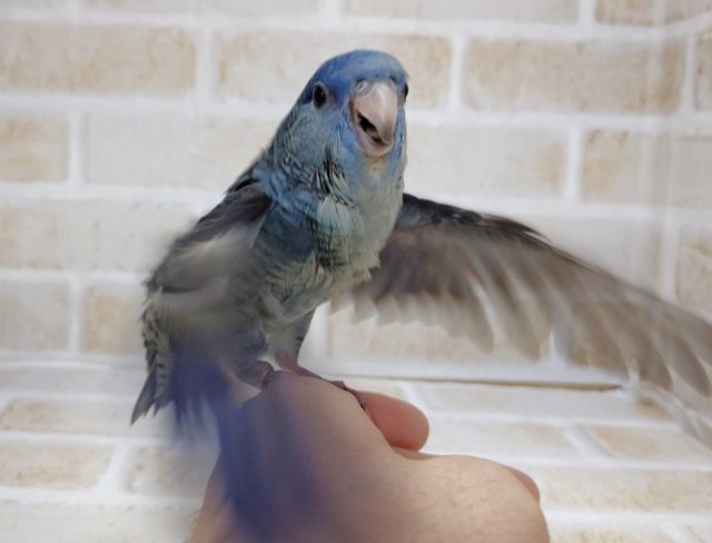 サザナミインコ