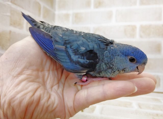 サザナミインコ