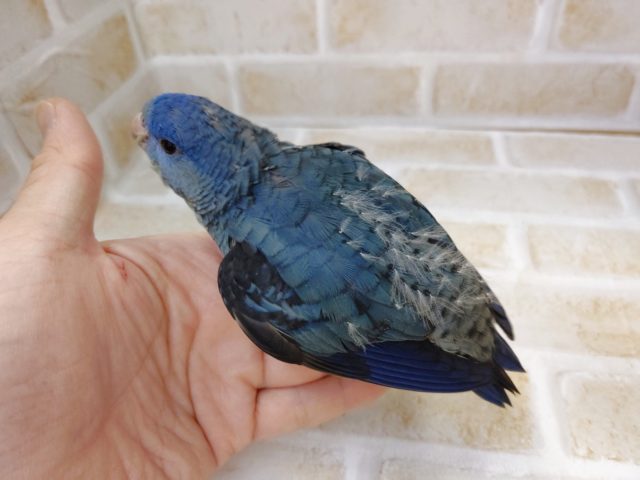 サザナミインコ