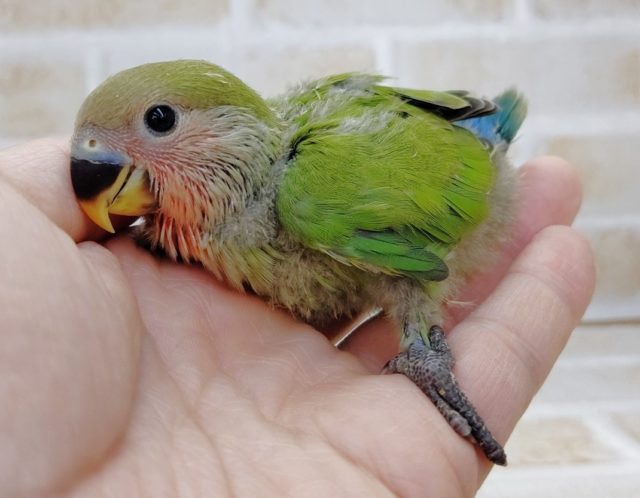 お顔がピンク色になります!小桜インコ☆ノーマル 2021年07月22日 コザクラインコ(小桜インコ)