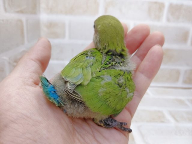 お顔がピンク色になります!小桜インコ☆ノーマル 2021年07月22日 コザクラインコ(小桜インコ)