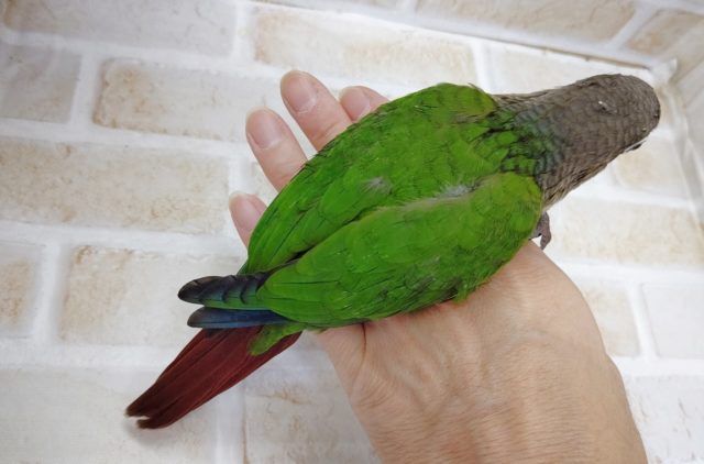 ホオミドリウロコインコ