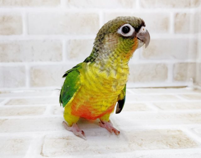 ワキコガネウロコインコ