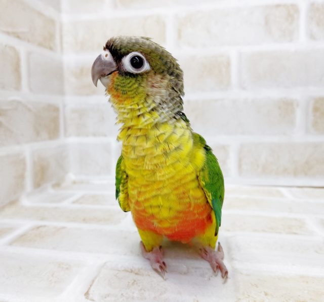 ワキコガネウロコインコ