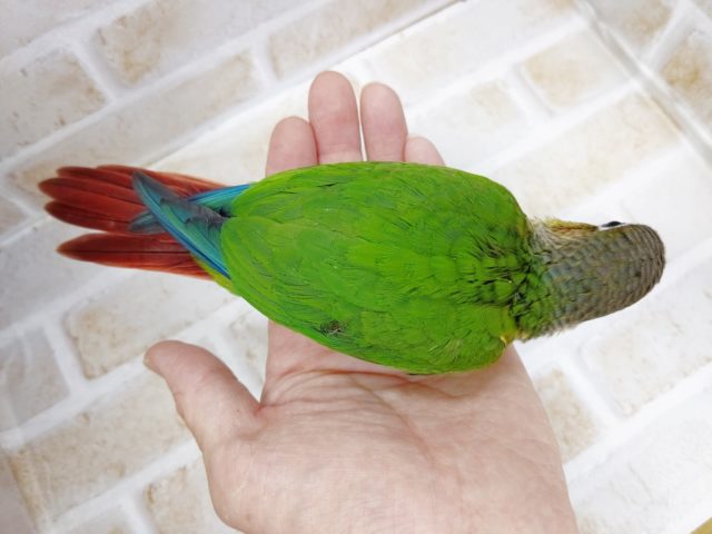 ワキコガネウロコインコ