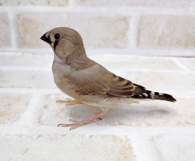 錦花鳥（キンカチョウ）