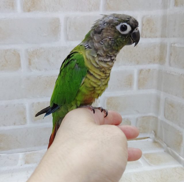 ホオミドリウロコインコ