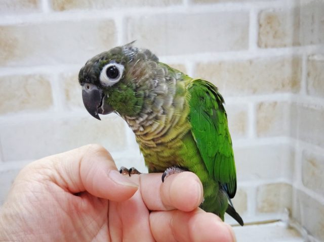 ホオミドリウロコインコ