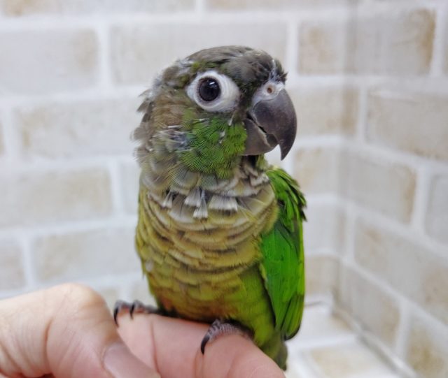 ホオミドリウロコインコ