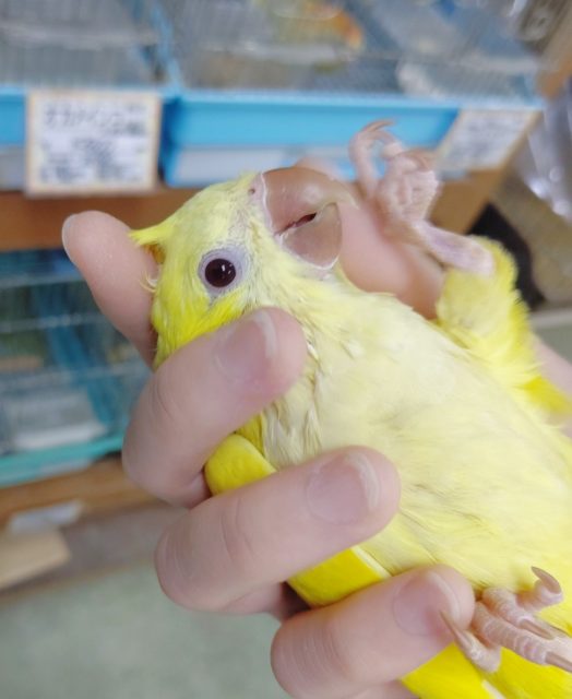 オキナインコ