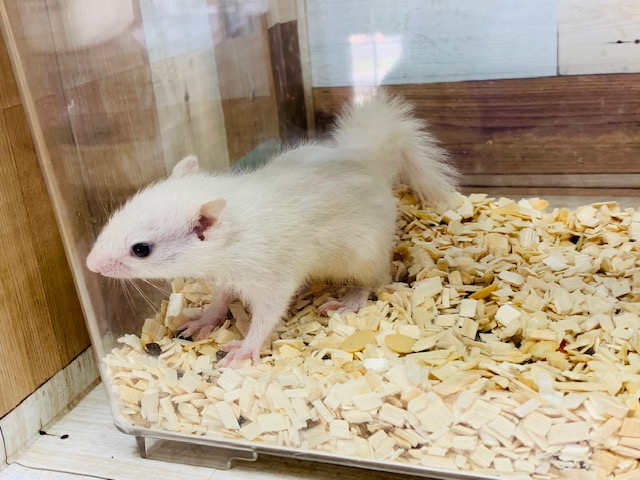 ホワイトシマリス