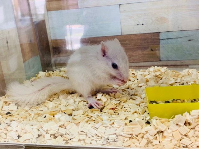 ホワイトシマリス