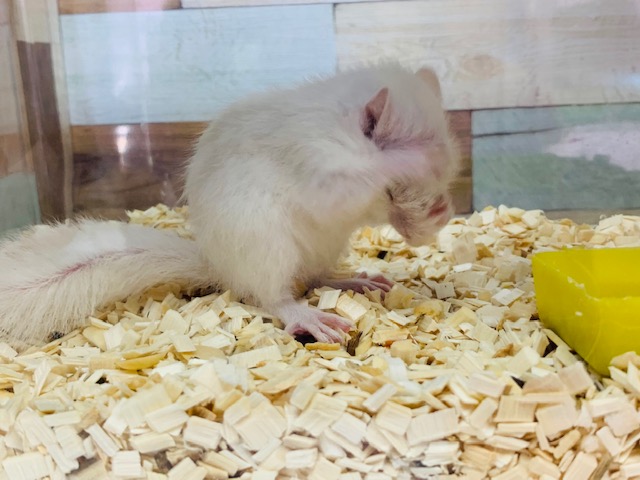 ホワイトシマリス