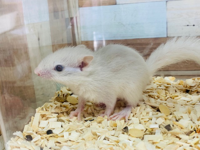 ホワイトシマリス