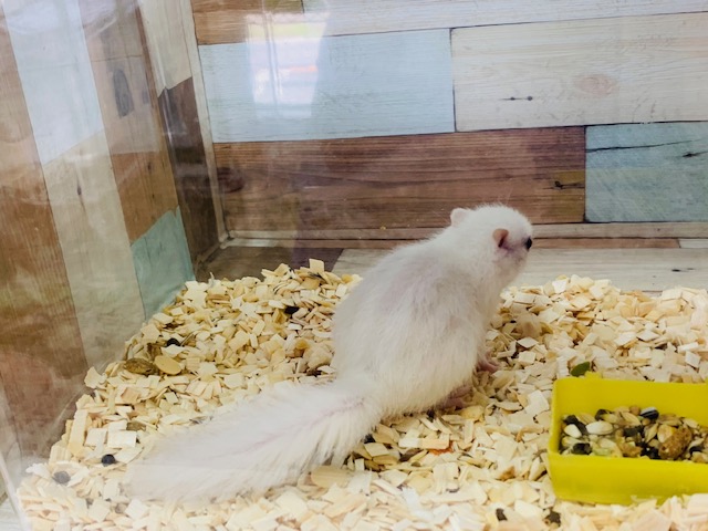 ホワイトシマリス