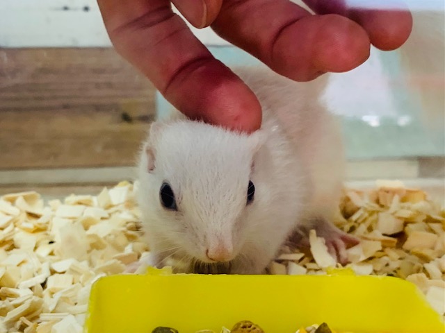 ホワイトシマリス