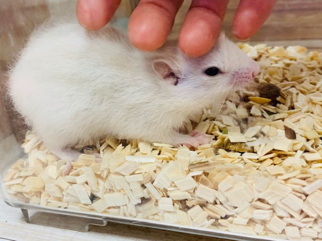 真っ白きれいカラー♡ホワイトシマリスくん♪ ホワイトシマリス